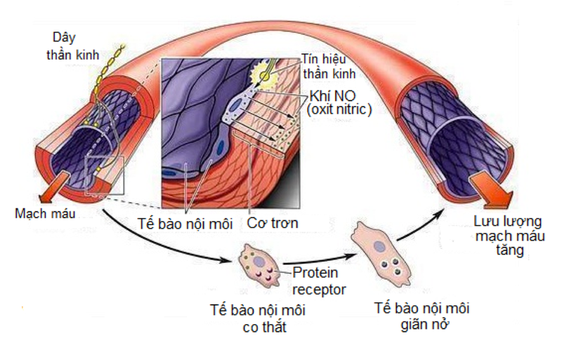 Khí NO có vai trò quan trọng trong y tế