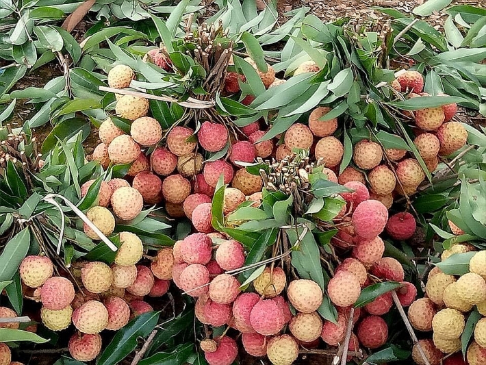 Cấp đông nhanh vải thiều