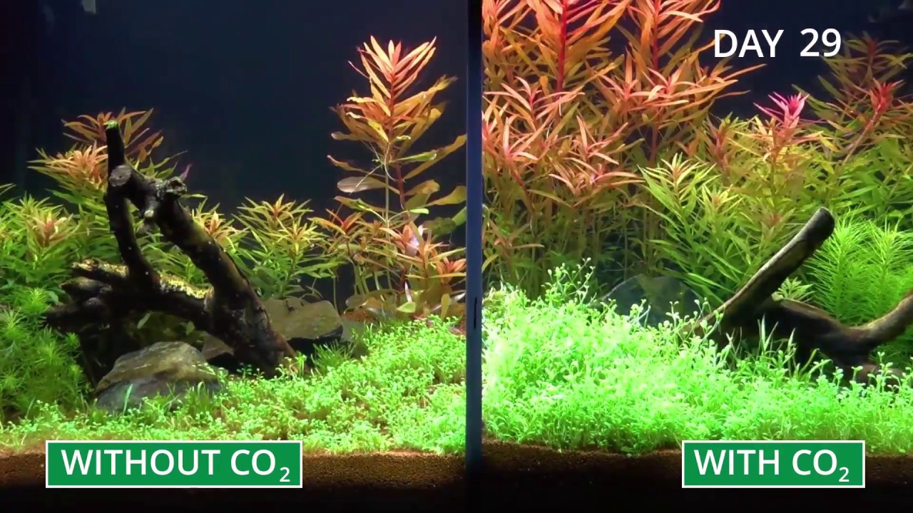 Khí CO2 lỏng thủy sinh